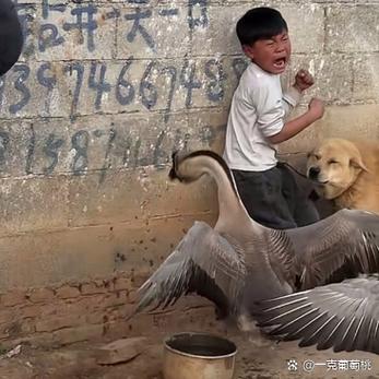 鹅咬人预示着什么运气