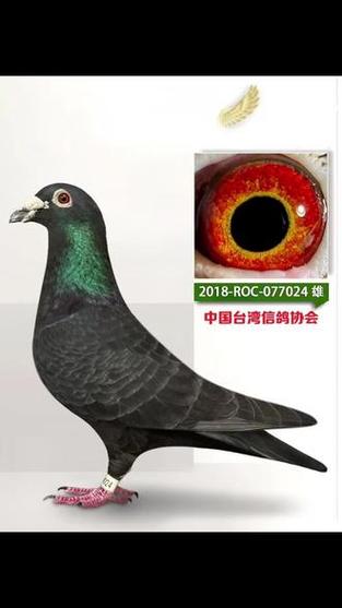 纯黑鸽子是什么品种