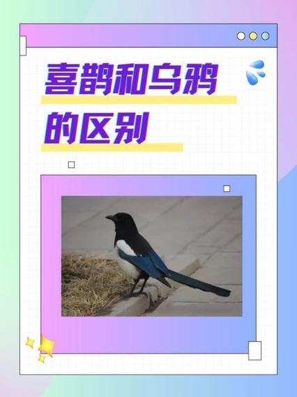 小乌鸦学喜鹊叫是什么道理