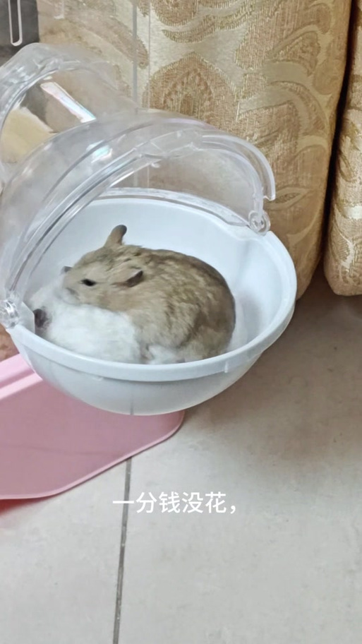 仓鼠活了四年