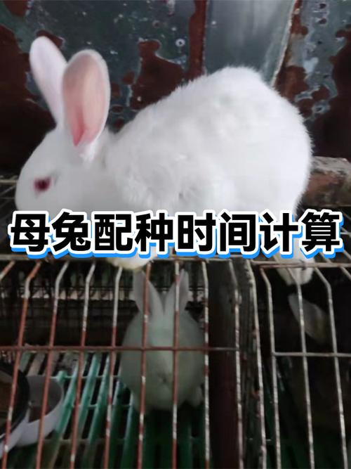 母兔怀孕15天又配种怎么办