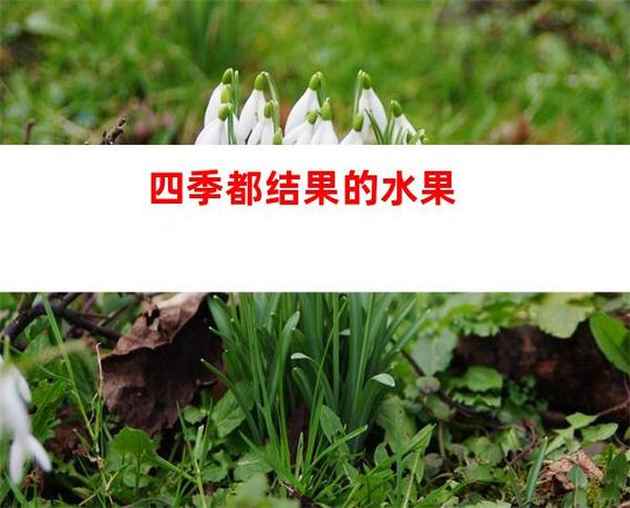 哪种水果四季都结果