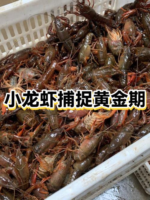 龙虾什么时间段容易抓