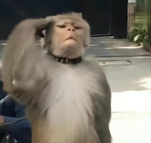 猴子的表情包怎么样缩略图