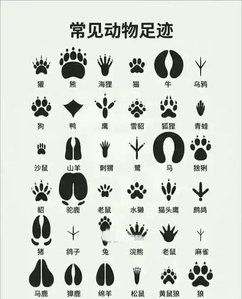 ౪ᩚ゜动物脚印符号