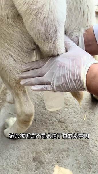 猫采精