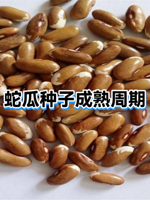 上古种子几天成熟