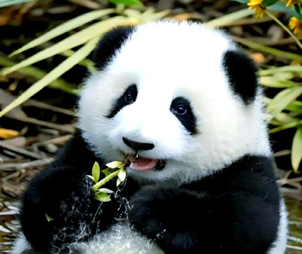 熊猫为什么叫熊猫