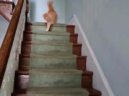 猫会自己上下楼梯吗截图