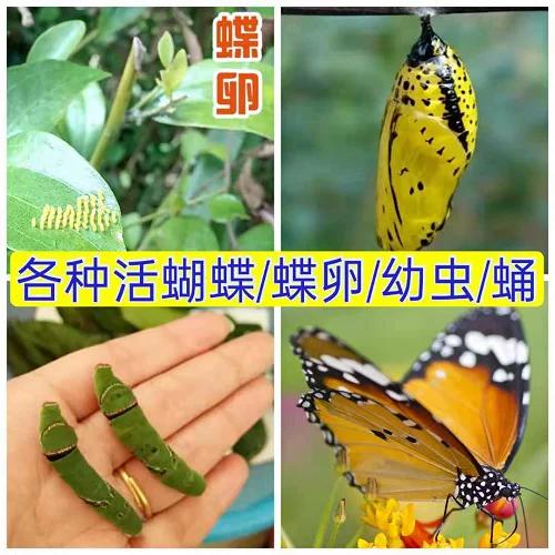 蝴蝶蛹平着放能活吗