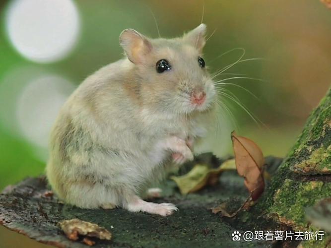 怎么帮仓鼠清理腮帮子