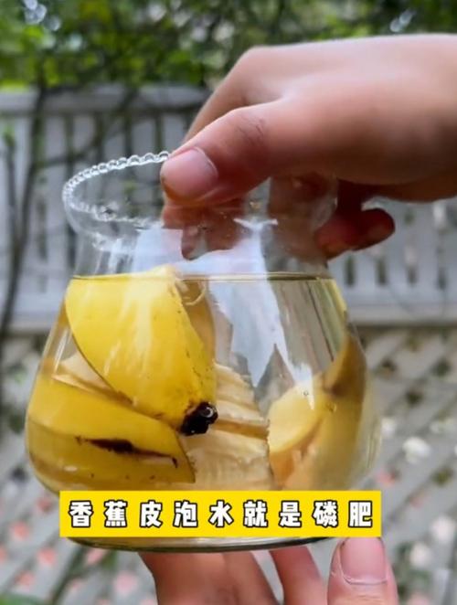 黄豆水是氮肥还是磷肥