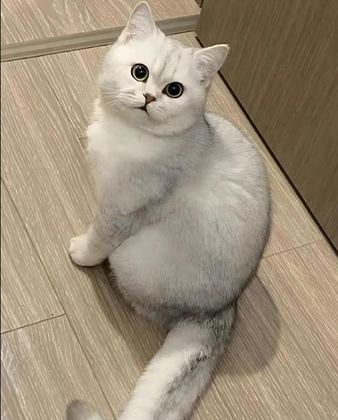 银渐层猫吃什么猫粮好游戏截图