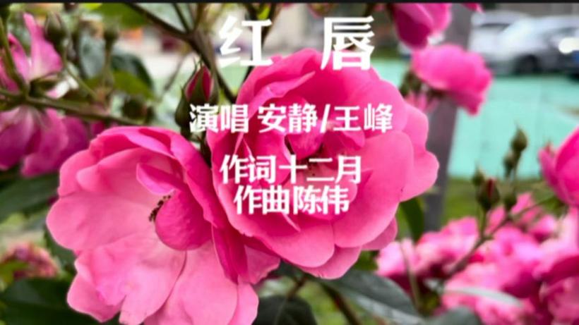 红唇歌曲演唱视频图标