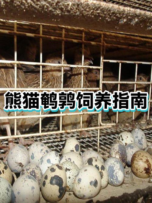 私人养熊猫需要什么条件缩略图