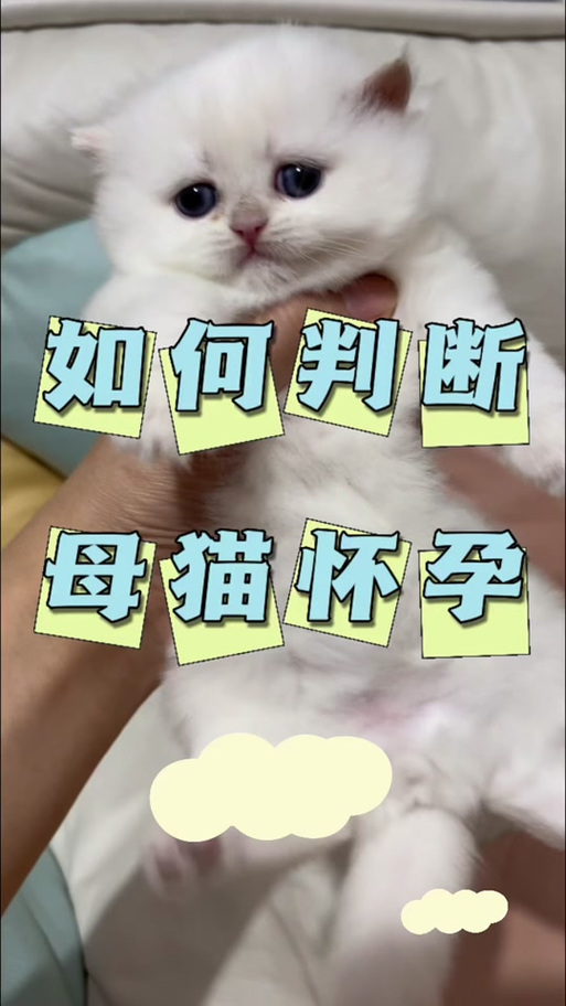 猫怎么看出来怀孕了没有