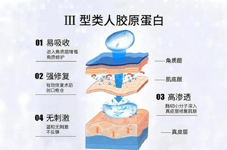 重组三型胶原蛋白的功效与作用缩略图