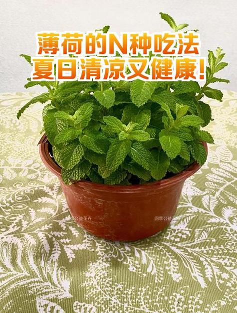 薄荷健康怎么记录自己吃了什么