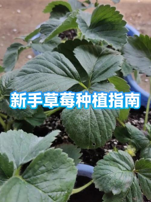 草莓的种植方法