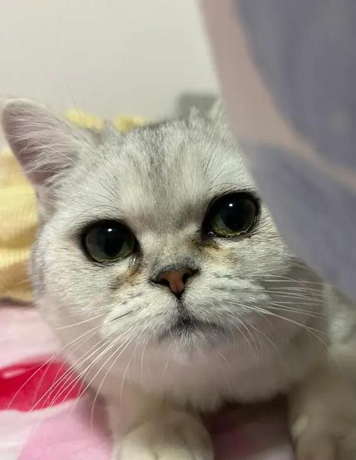 猫有泪痕是什么原因怎么处理图标