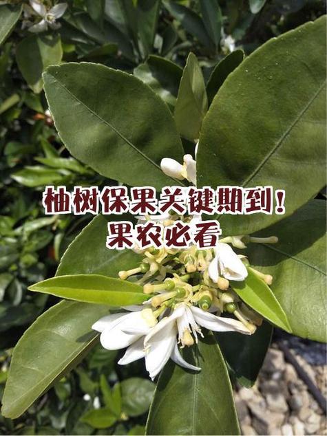 如何联系到果农