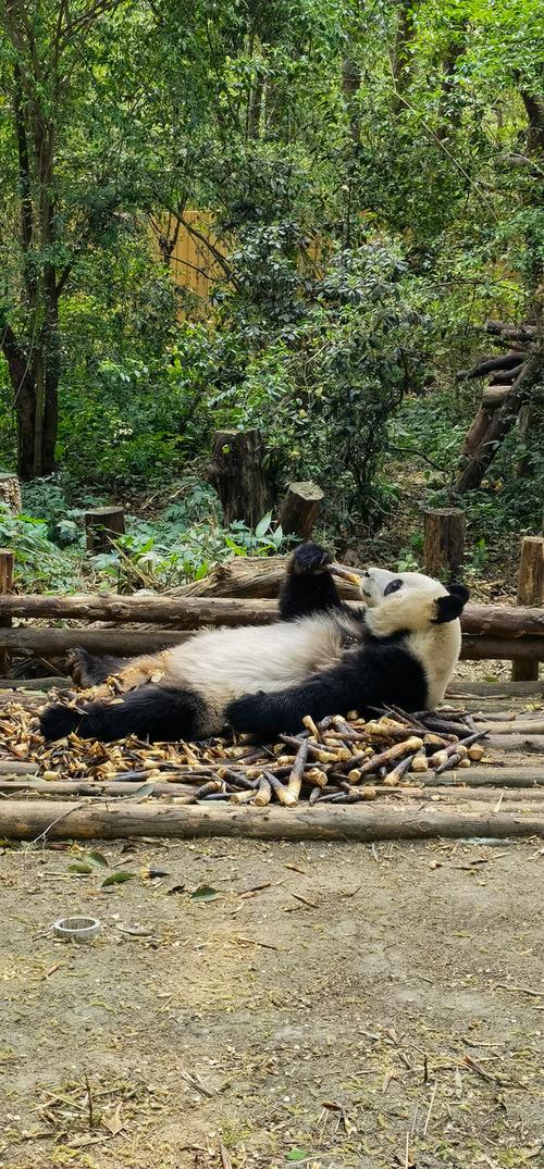 悠哉悠哉比喻什么动物缩略图