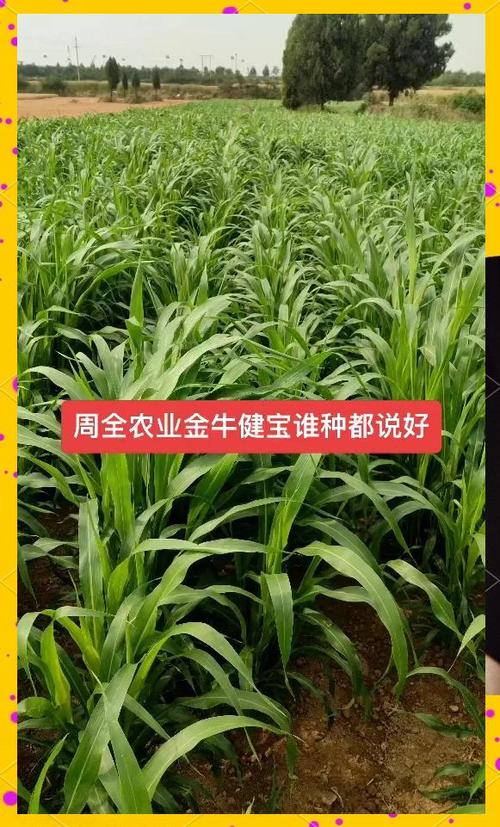 牧草王是什么品种