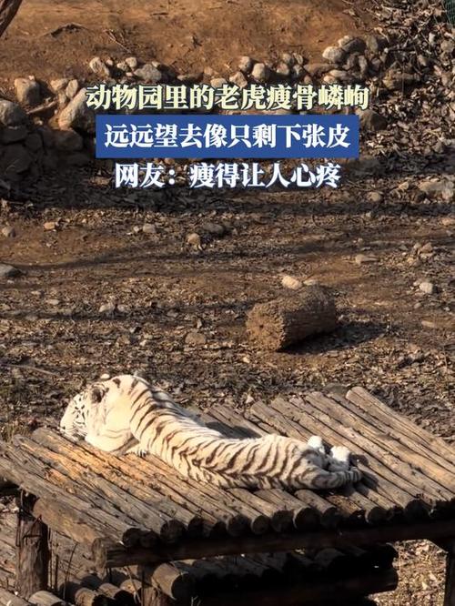传说动物皮没了怎么办