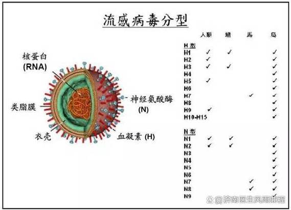 流感a病毒阳性严重吗