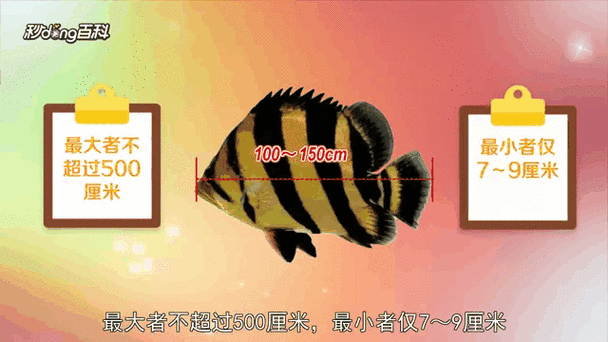 野生虎鱼一斤多少截图
