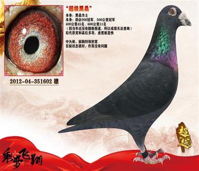 黑信鸽十大稀有品种