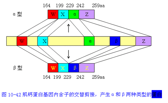 内含子是不是编码序列