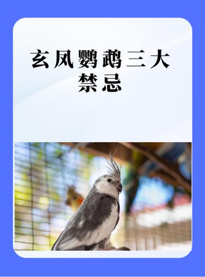 养鸟最好的网站