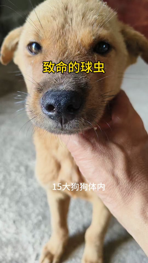 体内寄生虫2手机版下载链接截图