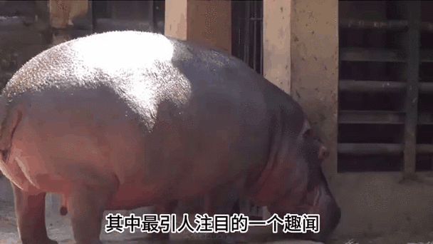 河马拉屎是喷的吗