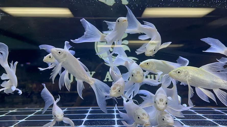蝴蝶锦鲤为何不买球体