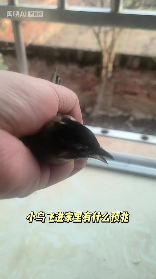 家中飞进小鸟是什么预兆