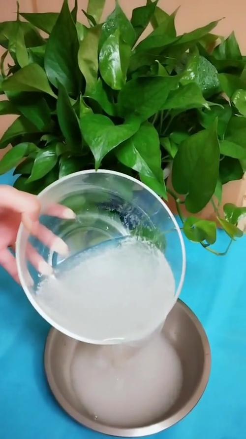 用淘米水可以浇花吗