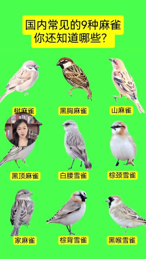 麻雀品种