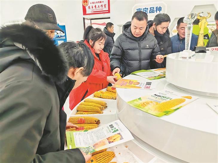 教我如何卖玉米种子