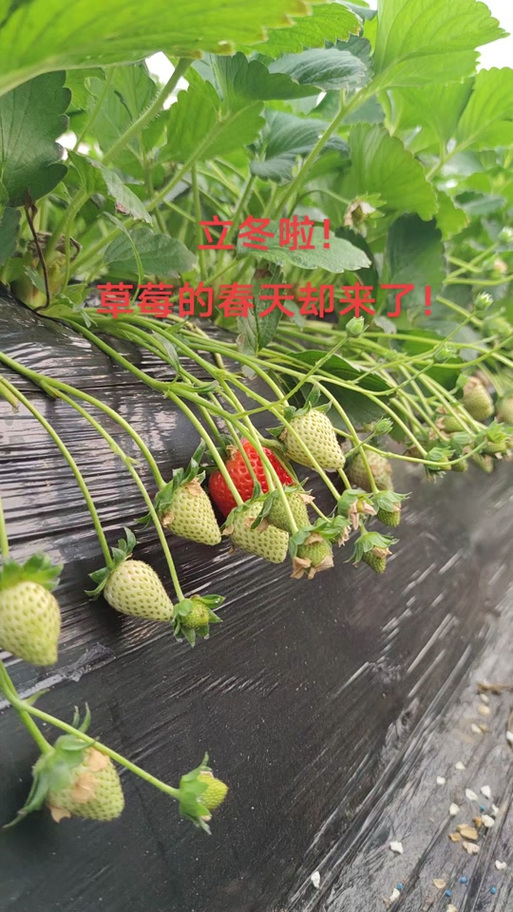 抖音草莓梗的寓意