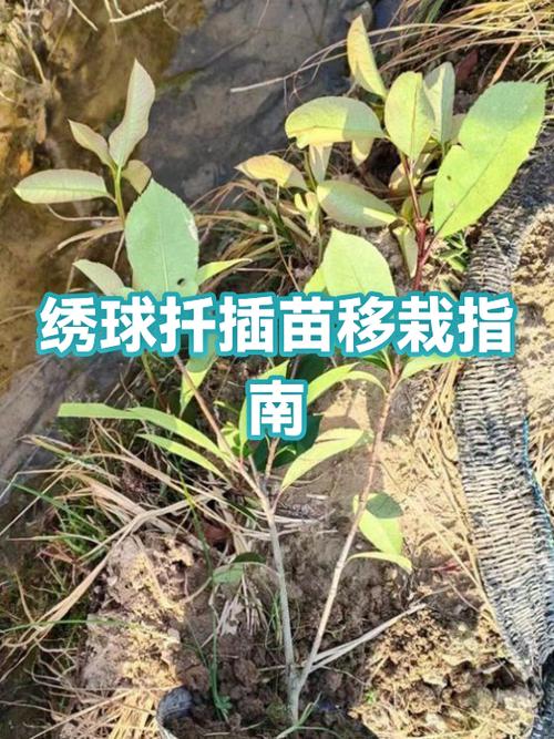 绣球花直接扦插土里能活吗