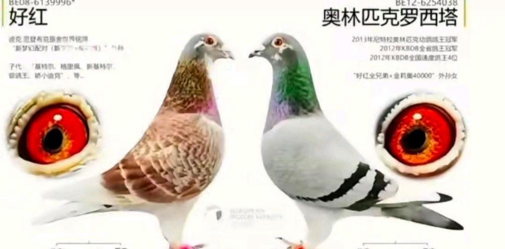大鸽是杂牌还是名牌