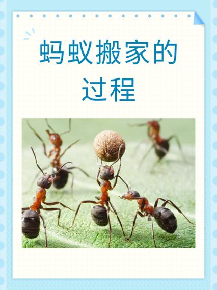 蚂蚁搬家的三个步骤