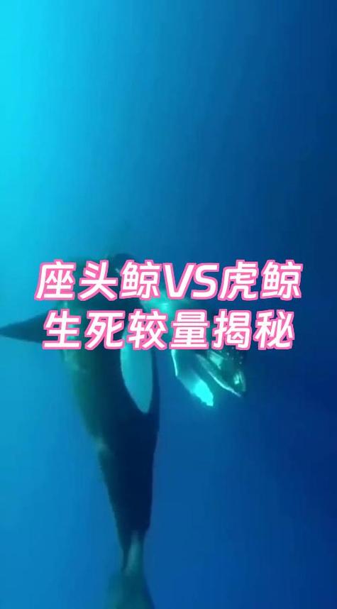 座头鲸和虎鲸哪个厉害缩略图