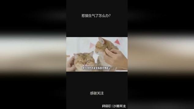 把猫惹急了会怎么样