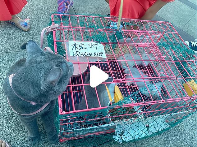 猫咪卖掉最简单方法