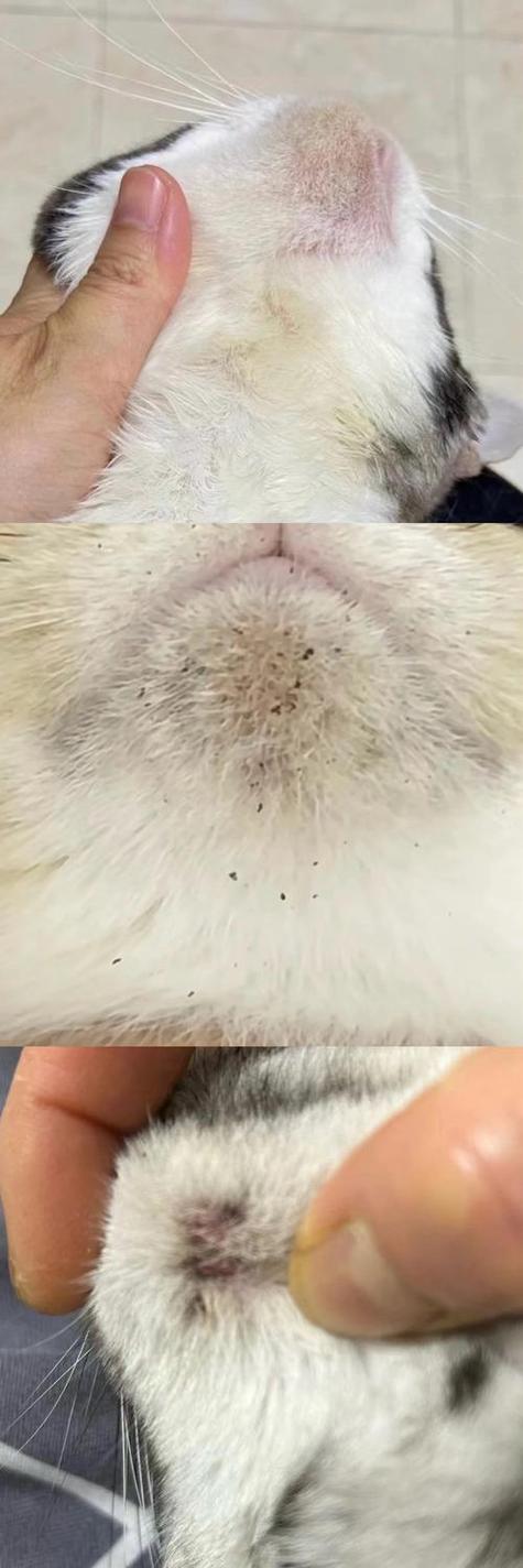 猫咪黑下巴初期图片截图