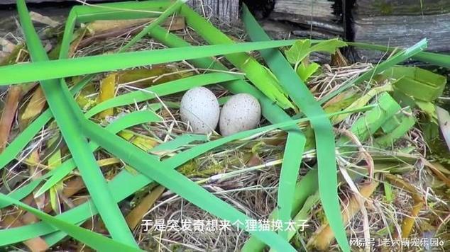 野外掉宠物蛋截图