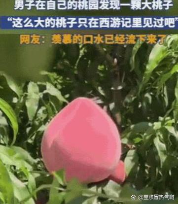 桃子暗示是表白吗截图